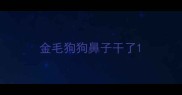 金毛狗狗鼻子干了