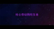 哈士奇幼狗吃生食