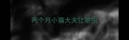 两个月小猫大夫让驱虫