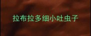 拉布拉多细小吐虫子