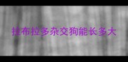 拉布拉多杂交狗能长多大