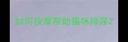 如何按摩帮助猫咪排尿