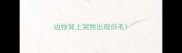 边牧背上突然出现白毛