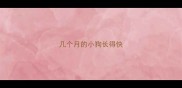 几个月的小狗长得快
