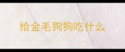 给金毛狗狗吃什么