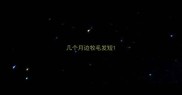 几个月边牧毛发短