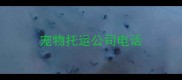 宠物托运公司电话