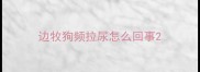 边牧狗频拉尿怎么回事