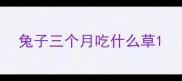 兔子三个月吃什么草