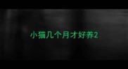 小猫几个月才好养