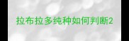 拉布拉多纯种如何判断