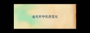 金毛怀孕乳房变化