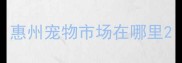 惠州宠物市场在哪里