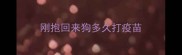 刚抱回来狗多久打疫苗