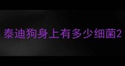 泰迪狗身上有多少细菌