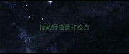 捡的野猫要打疫苗