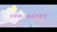 好听的小狗名字英文