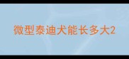 微型泰迪犬能长多大