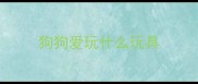 狗狗爱玩什么玩具