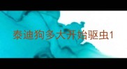 泰迪狗多大开始驱虫