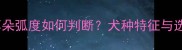 拉布拉多耳朵弧度如何判断犬种特征与选购指南全