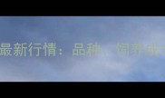 济南哈士奇价格最新行情品种饲养成本及购买指南全
