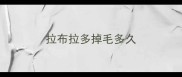 拉布拉多掉毛多久