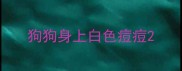 狗狗身上白色痘痘