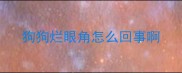 狗狗烂眼角怎么回事啊