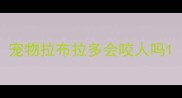 宠物拉布拉多会咬人吗
