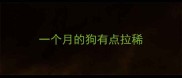 一个月的狗有点拉稀