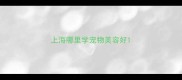 上海哪里学宠物美容好