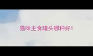猫咪主食罐头哪种好