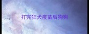 打完狂犬疫苗后狗狗