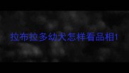 拉布拉多幼犬怎样看品相
