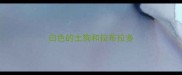 白色的土狗和拉布拉多