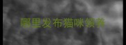 哪里发布猫咪领养
