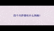四个月萨摩吃什么狗粮