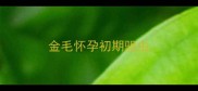 金毛怀孕初期驱虫