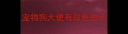 宠物狗大便有白色虫子