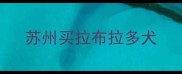 苏州买拉布拉多犬