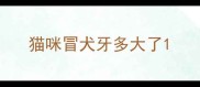 猫咪冒犬牙多大了