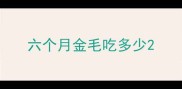 六个月金毛吃多少