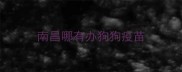 南昌哪有办狗狗疫苗