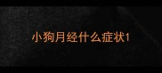 小狗月经什么症状