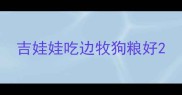 吉娃娃吃边牧狗粮好