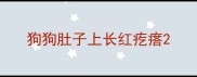 狗狗肚子上长红疙瘩