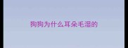 狗狗为什么耳朵毛湿的