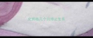 史宾格几个月停止生长