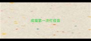 成猫第一次打疫苗